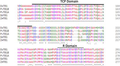 Functional Analysis of the teosinte branched 1 Gene in the Tetraploid Switchgrass (Panicum virgatum L.) by CRISPR/Cas9-Directed Mutagenesis